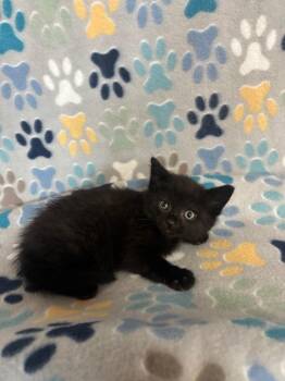 Domestic Short Hair Cats Available for Adoption in Wabash, Indiana - Rico | PetCurious
