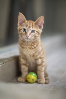 Miso -  Domestic Medium Hair Cat Available for Adoption in Milton, Georgia - Miso | PetCurious