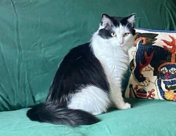 Domestic Medium Hair Cats Available for Adoption in Anchorage, Alaska - Missy And Lunar | PetCurious