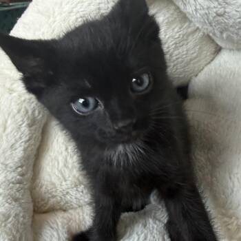 Paxton -  Domestic Short Hair Cat for Adoption in Mt. Juliet, Tennessee - Paxton | PetCurious