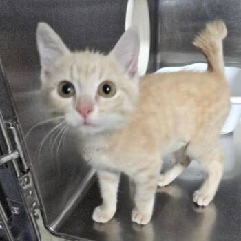 Chippy-Dippy -  Domestic Short Hair Cat for Adoption in Spokane, Washington - Chippy-Dippy | PetCurious