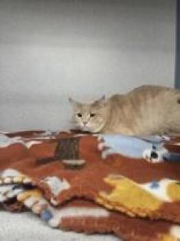 Bonkers -  Domestic Short Hair Cat Available for Adoption in Canon City, Colorado - Bonkers | PetCurious