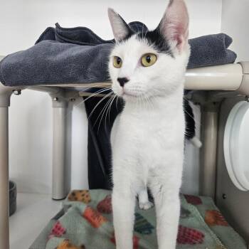 Great Bluedini -  Domestic Short Hair Cat for Adoption in Warwick, Rhode Island - Great Bluedini | PetCurious