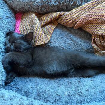 Blackjack -  Domestic Short Hair Cat for Adoption in Evanston, Illinois - Blackjack | PetCurious