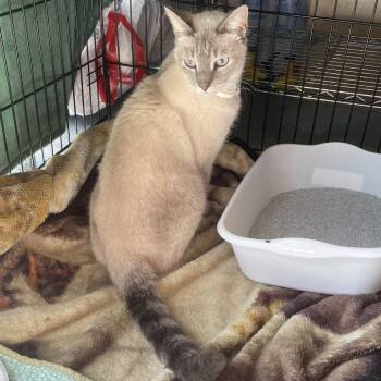 Rescue Domestic Short Hair Cats for Adoption in Blairsville, Georgia - Kasey | PetCurious