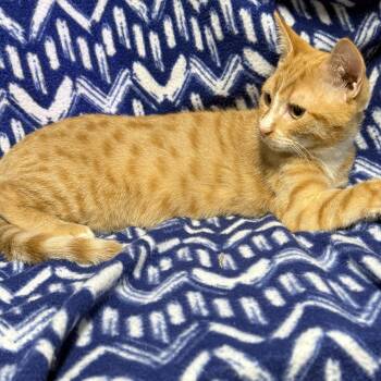Hook -  Domestic Short Hair Cat for Adoption in Anderson, South Carolina - Hook | PetCurious