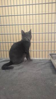Dusty -  Domestic Short Hair Cat for Adoption in Parker, Colorado - Dusty | PetCurious