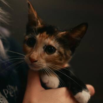 Debbie -  Domestic Short Hair Cat for Adoption in Vallejo, California - Debbie | PetCurious