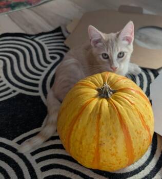 Bulleit -  Domestic Short Hair Cat for Adoption in San Antonio, Texas - Bulleit | PetCurious