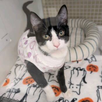 Mascara -  Domestic Short Hair Cat for Adoption in Buffalo, New York - Mascara | PetCurious