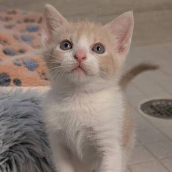 Minny Muffins 18 -  Domestic Short Hair Cat for Adoption in Austin, Texas - Minny Muffins 18 | PetCurious