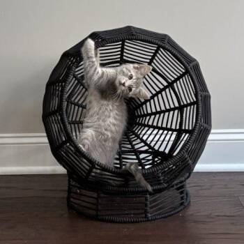 Kara -  Domestic Short Hair Cat for Adoption in Knoxville, Tennessee - Kara | PetCurious