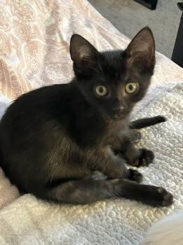 Pick-up Penelope -  Domestic Short Hair and Bombay Cat for Adoption in Houston, Texas - Pick-up Penelope | PetCurious