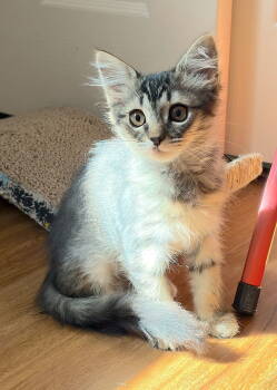 Rescue Domestic Medium Hair Cats for Adoption in Fremont, California - Kai | PetCurious