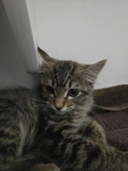 Kaylan -  Domestic Medium Hair and Domestic Short Hair Cat for Adoption in Savannah, Georgia - Kaylan | PetCurious