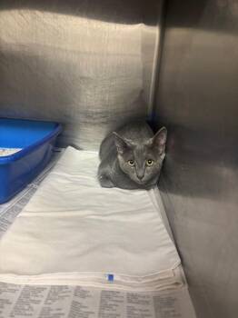 Foo Fighter -  Domestic Short Hair Cat for Adoption in Sorrento, Louisiana - Foo Fighter | PetCurious