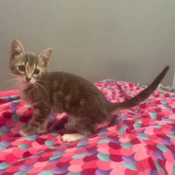 Delilah -  Domestic Short Hair Cat Available for Adoption - Delilah | PetCurious