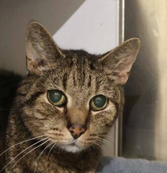 Rescue Domestic Short Hair and Tabby Cats for Adoption in Briarcliff Manor, New York - Ryku | PetCurious