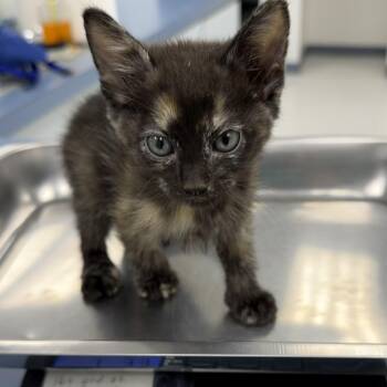 Kicks -  Tortoiseshell Cat for Adoption in Marfa, Texas - Kicks | PetCurious