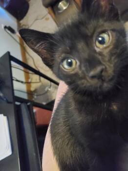 Rescue Domestic Short Hair Cats for Adoption in Hoffman Estates, Illinois - Jason | PetCurious