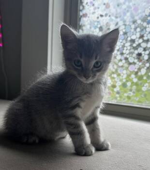 Flossy -  Tabby and Domestic Short Hair Cat for Adoption in Buford, Georgia - Flossy | PetCurious