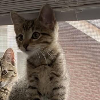Tuck -  Domestic Short Hair Cat for Adoption in La Grange, Kentucky - Tuck | PetCurious