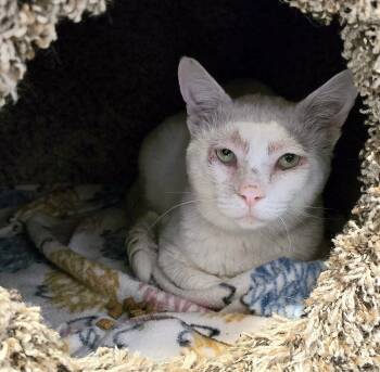 Rescue Domestic Short Hair Cats for Adoption in Vancouver, Washington - Gunnar | PetCurious
