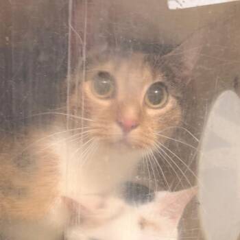 Yanalis -  Domestic Short Hair Cat for Adoption in Philadelphia, Pennsylvania - Yanalis | PetCurious