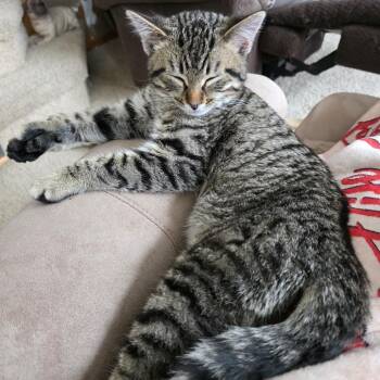 Domestic Short Hair Cats Available for Adoption - Molar | PetCurious