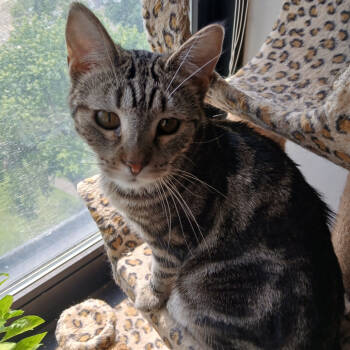 Rescue Domestic Short Hair Cats for Adoption in Saint Paul, Minnesota - Lacey | PetCurious