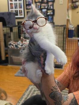 Lazuli -  Domestic Medium Hair Cat for Adoption in Topeka, Kansas - Lazuli | PetCurious