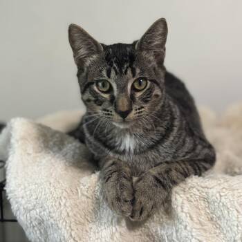 Rescue Domestic Short Hair Cats for Adoption in Sugar Land, Texas - Pebble | PetCurious