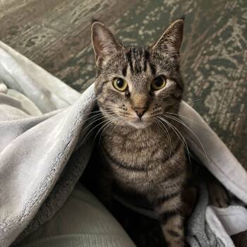 Rescue Domestic Short Hair Cats for Adoption in Medina, Ohio - Mew Mew | PetCurious