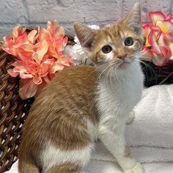 Celina -  Domestic Short Hair Cat for Adoption in Harrisonburg, Virginia - Celina | PetCurious