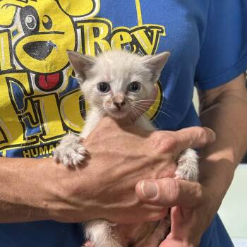 Dumpling -  Siamese and Domestic Short Hair Cat for Adoption in San Antonio, Texas - Dumpling | PetCurious