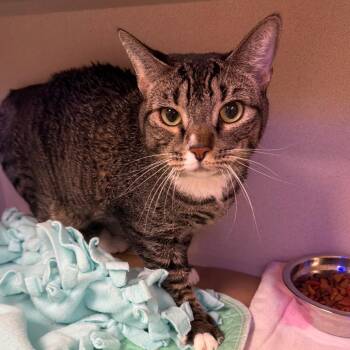 Biitzen -  Domestic Short Hair Cat for Adoption in Wantagh, New York - Biitzen | PetCurious