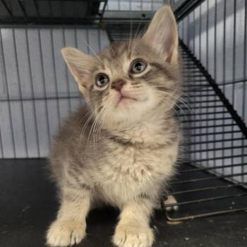 Harmony Bear -  Domestic Short Hair Cat for Adoption in Martinsville, Virginia - Harmony Bear | PetCurious