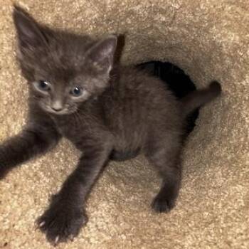 Russian Blue Cats Available for Adoption in Liverpool, Texas - Dave | PetCurious