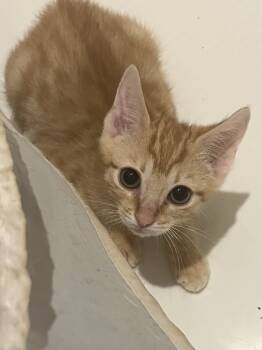 Rescue American Shorthair Cats for Adoption in Tampa, Florida - Griffin | PetCurious