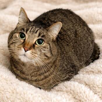 Domestic Short Hair Cats Available for Adoption - Sissie | PetCurious