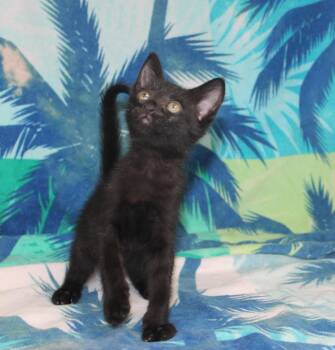 Spot - 43739 -  Domestic Short Hair Cat for Adoption in Prattville, Alabama - Spot - 43739 | PetCurious