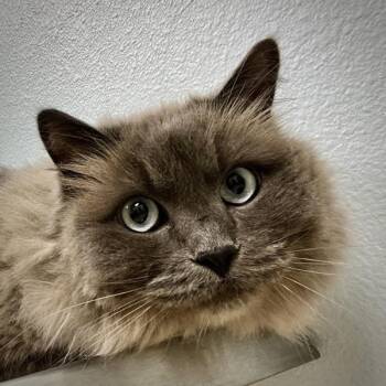 Scratchy -  Ragdoll and Domestic Long Hair Cat for Adoption in Sioux City, Iowa - Scratchy | PetCurious