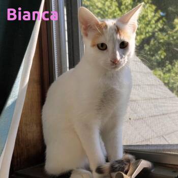 Bianca -  Domestic Short Hair Cat for Adoption in Windy Hills, Kentucky - Bianca | PetCurious