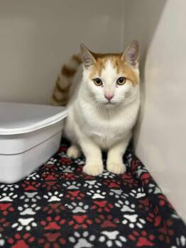 Rescue Domestic Short Hair Cats for Adoption in Leitchfield, Kentucky - Lance Vaughn | PetCurious