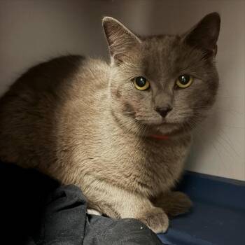 Domestic Short Hair Cats Available for Adoption - Sultan | PetCurious