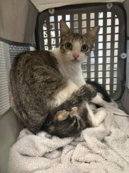 Magnolia -  Domestic Short Hair Cat for Adoption in Port Allen, Louisiana - Magnolia | PetCurious