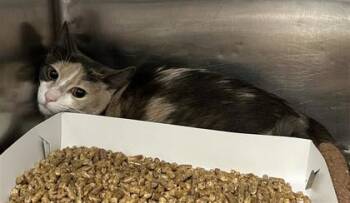 Domestic Medium Hair Cats Available for Adoption - Cinnamon | PetCurious