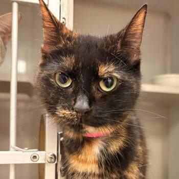 Merlot -  Domestic Short Hair Cat for Adoption in Fairport, New York - Merlot | PetCurious