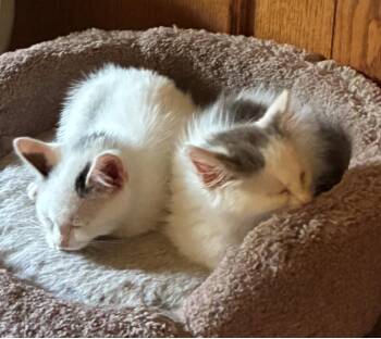 Tango, Samba, Bolero & Cha Cha -  Domestic Medium Hair Cat for Adoption in San Luis Obispo, California - Tango, Samba, Bolero & Cha Cha | PetCurious