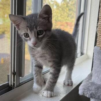 Domestic Short Hair Cats Available for Adoption in Tustin, California - HAHA | PetCurious
